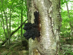 Inonotus obliquus sterilis