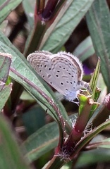 Zizula hylax pygmaea