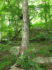 Inonotus obliquus sterilis