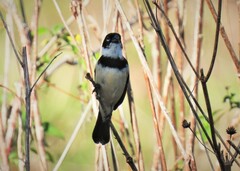 Sporophila morelleti morelleti