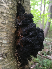 Inonotus obliquus sterilis