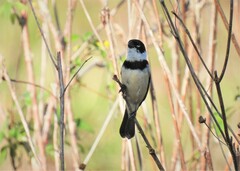 Sporophila morelleti morelleti