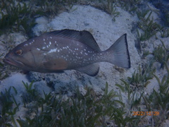 Epinephelus morio