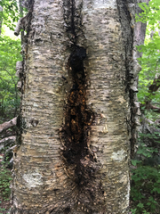 Inonotus obliquus sterilis