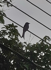 Dicrurus caerulescens