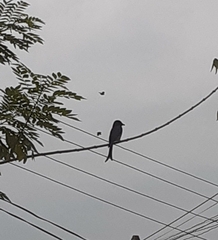 Dicrurus caerulescens