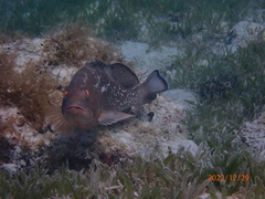 Epinephelus morio