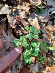 Smyrnium perfoliatum