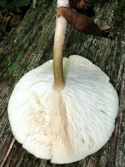 Melanoleuca