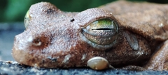 Boana platanera