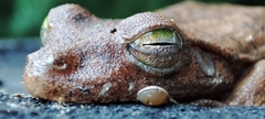 Boana platanera