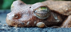 Boana platanera
