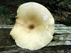 Melanoleuca