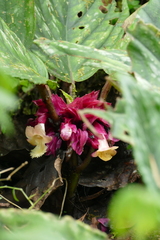 Drymonia turrialvae