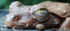 Boana platanera