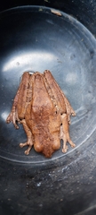 Boana platanera