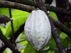 Theobroma cacao