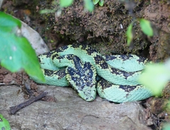 Craspedocephalus malabaricus