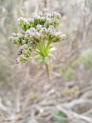 Lichtensteinia latifolia