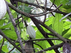 Theobroma cacao
