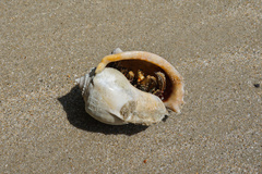 Phalium