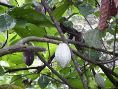 Theobroma cacao