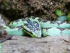 Craspedocephalus malabaricus