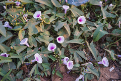 Ipomoea aquatica
