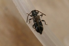 Phymatodes alni