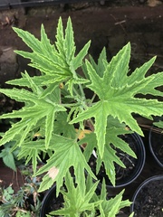 Pelargonium citronellum