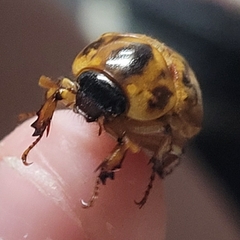 Cyclocephala signaticollis