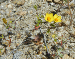 Leptosiphon chrysanthus
