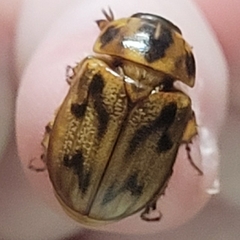 Cyclocephala signaticollis