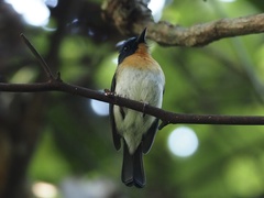 Cyornis sumatrensis