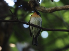 Cyornis sumatrensis