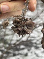 Rabdophaga rosaria