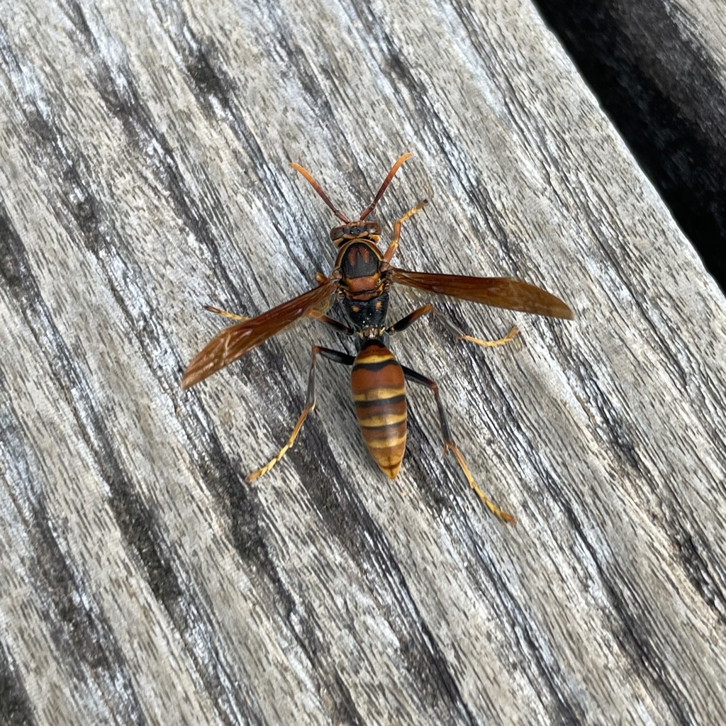 Polistes formosanus