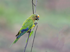 Eupsittula aurea