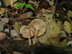 Gymnopus