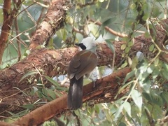 Garrulax leucolophus