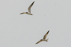 Sternula superciliaris
