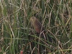 Centropus bengalensis