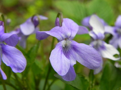 Viola reichenbachiana
