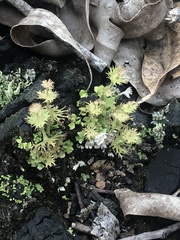 Cladonia calycanthoides