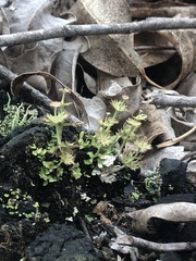 Cladonia calycanthoides