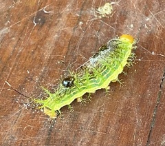 Hemileucinae