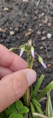 Oxalis latifolia