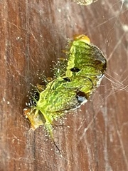 Hemileucinae