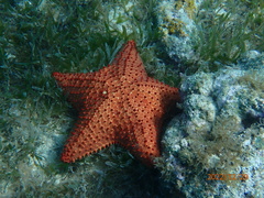 Oreaster reticulatus
