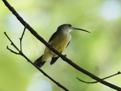 Arachnothera longirostra